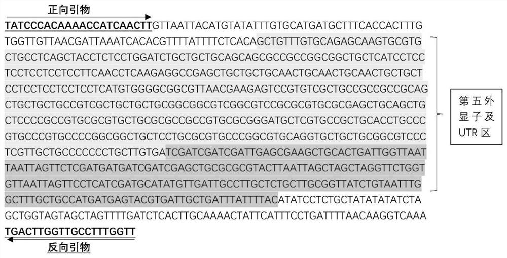 Rice GS3 mutant gene and molecular marker and application thereof