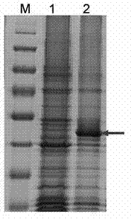 Gene aroA for encoding 5-enolpyruvyl-shikimate-3-phosphate synthase and application thereof