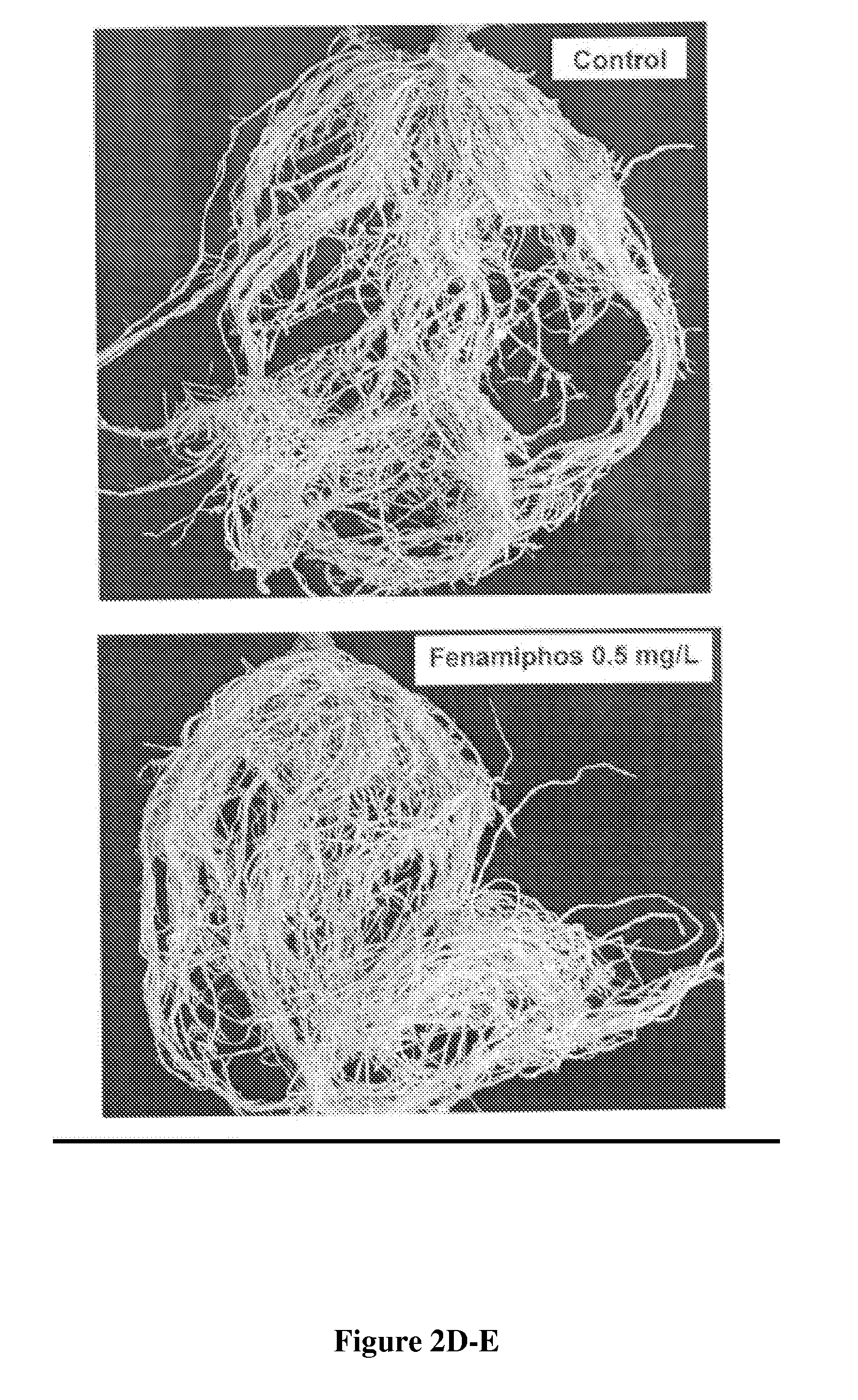 Insect and plant disease control compositions and methods of use thereof