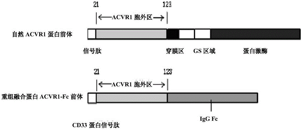 ACVR1-Fc fusion protein, and preparation method and application thereof