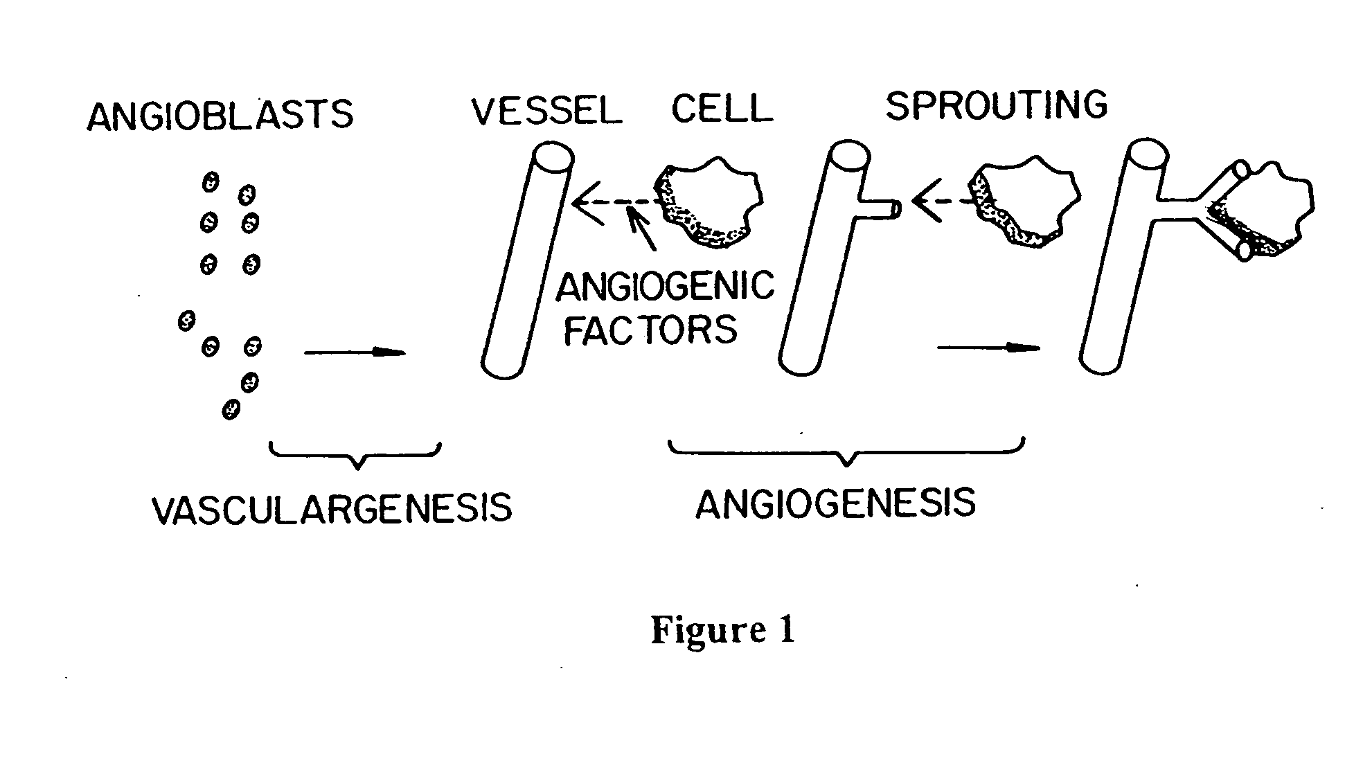 Methods of screening agents for activity using teleosts