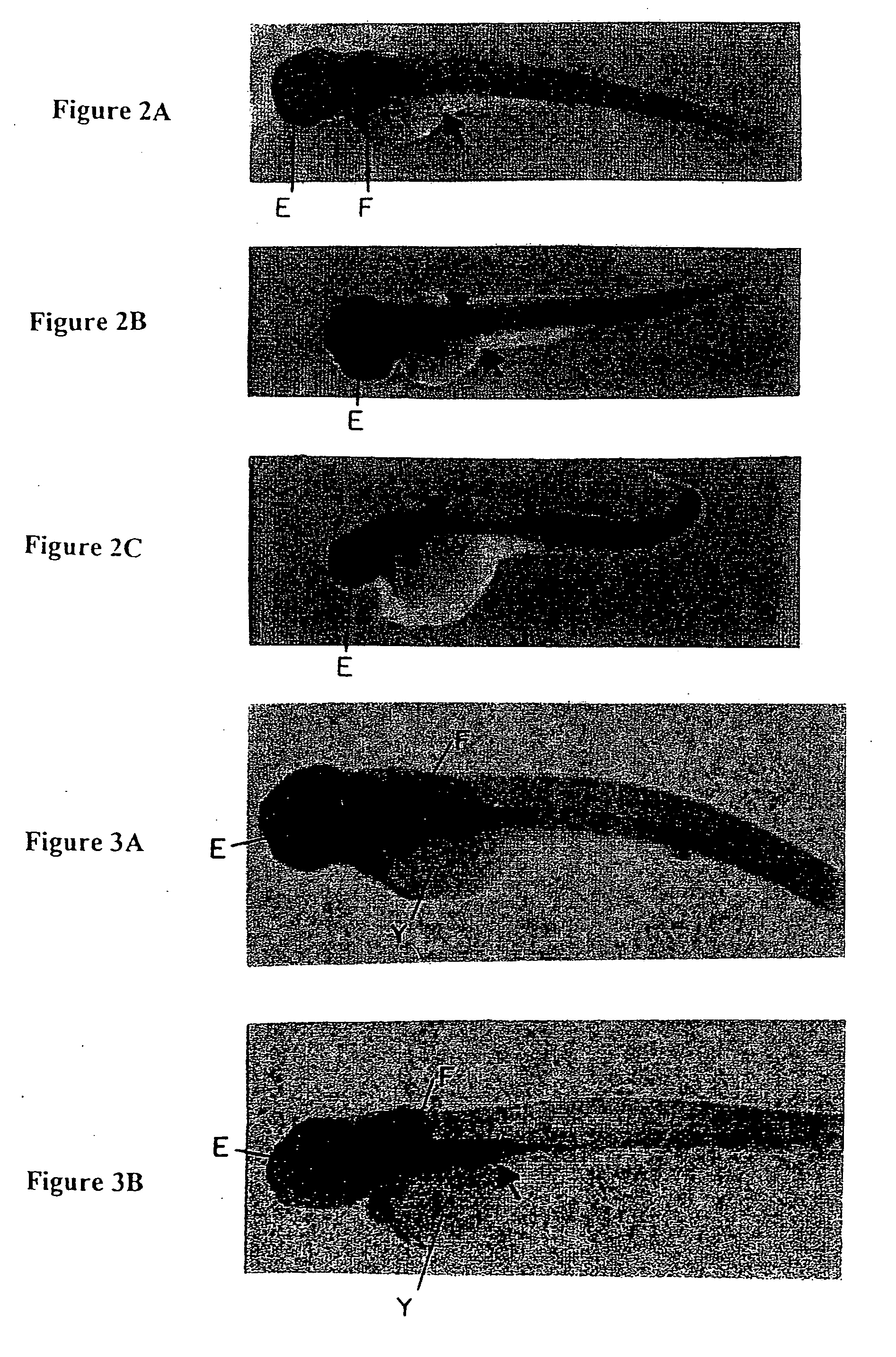 Methods of screening agents for activity using teleosts