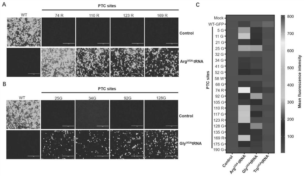 Application of tRNA subjected to anticodon editing as molecular switch in precise control of protein expression and virus replication