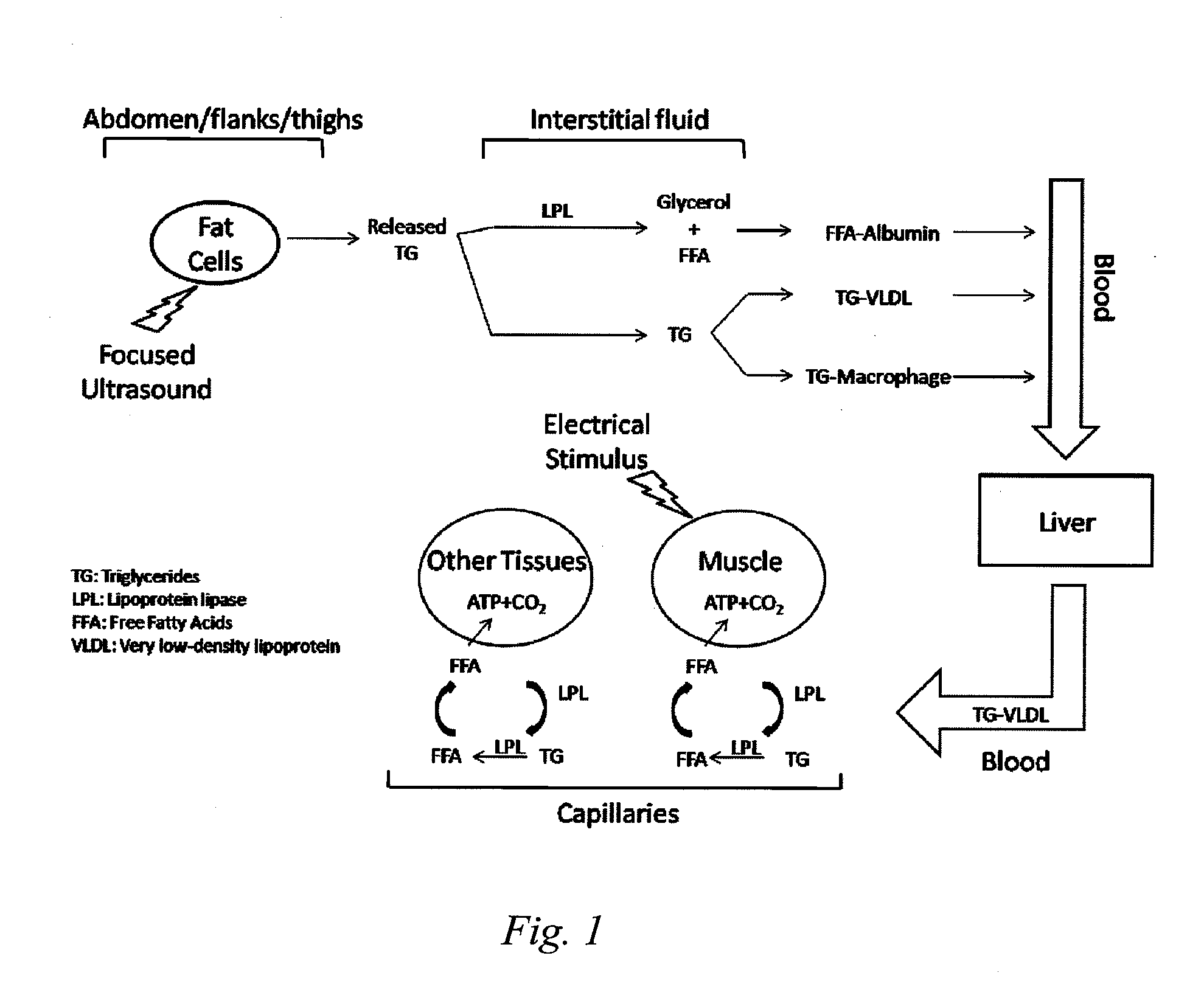 Method and system for destroying adipose tissue non-invasively and accelerating lipid metabolism