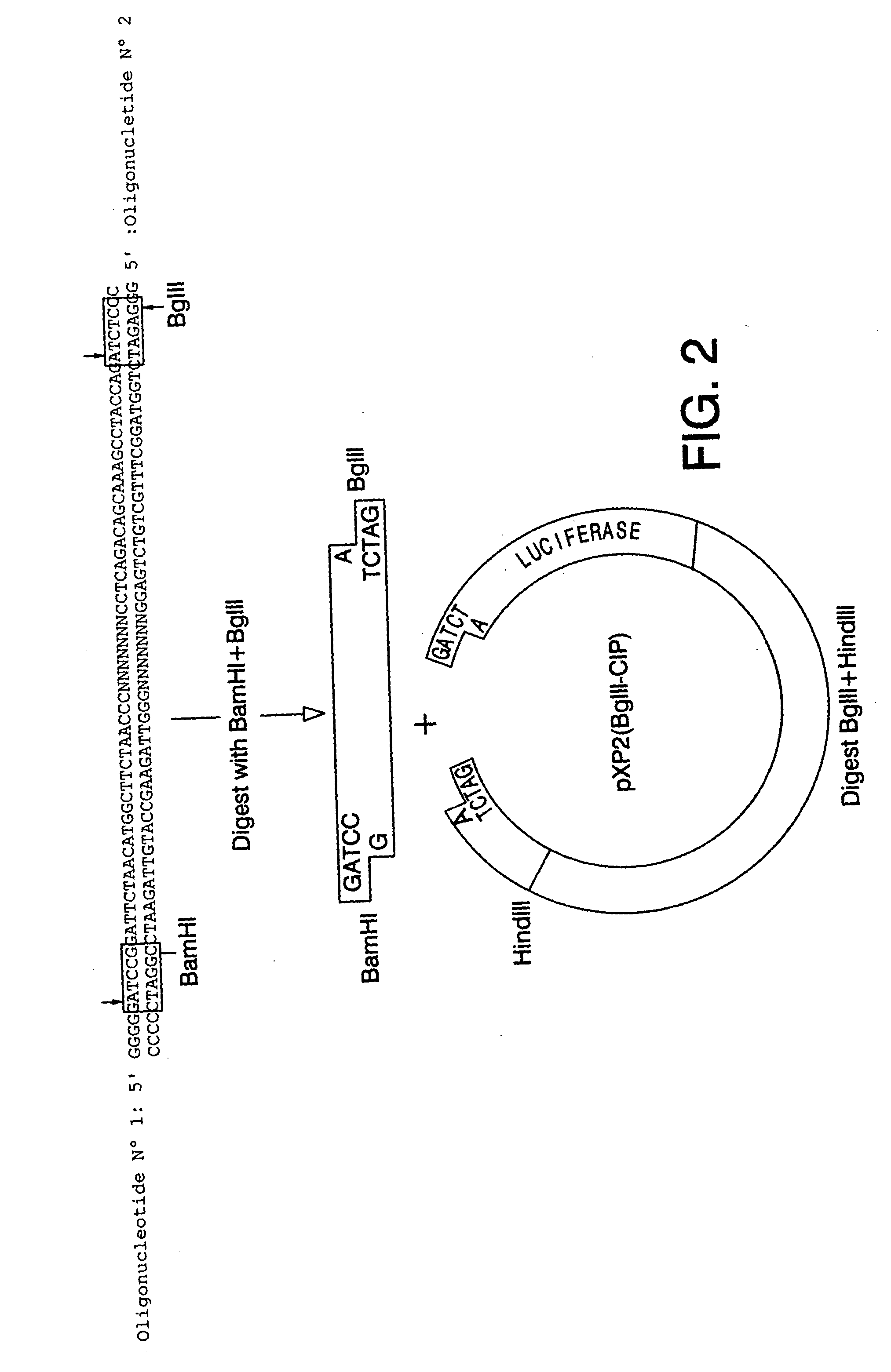 Methods of screening for cox-2 inhibitors