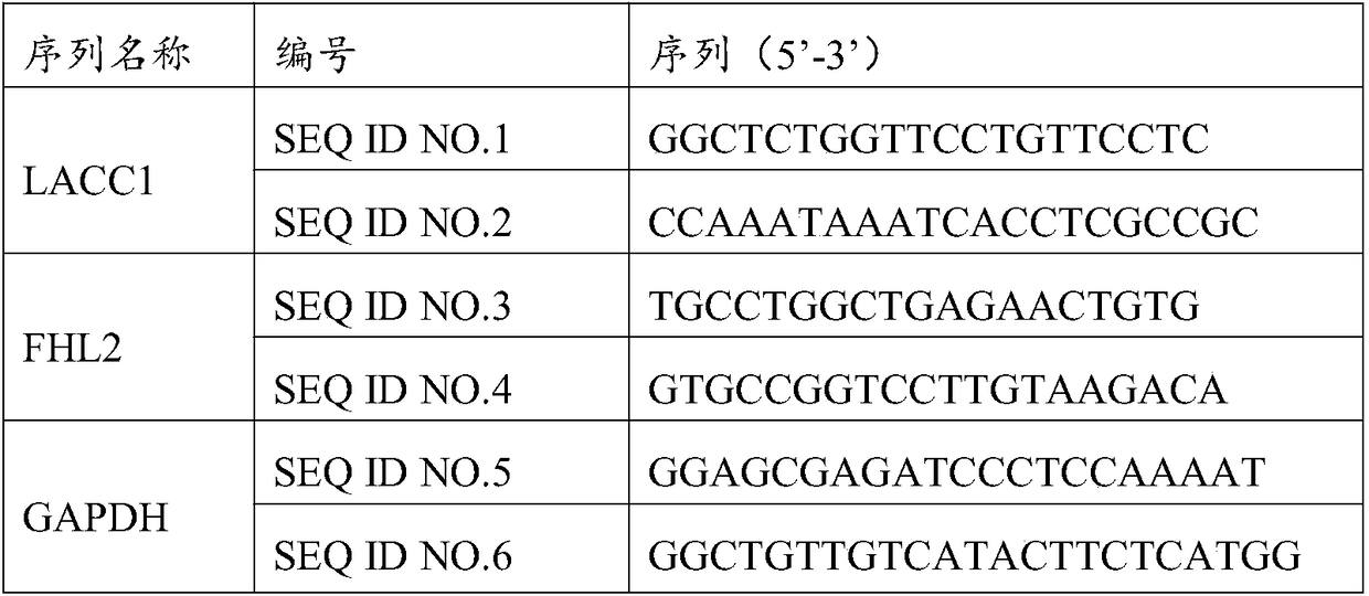 Application of lacc1 and fhl2 genes in the preparation of scoliosis detection products