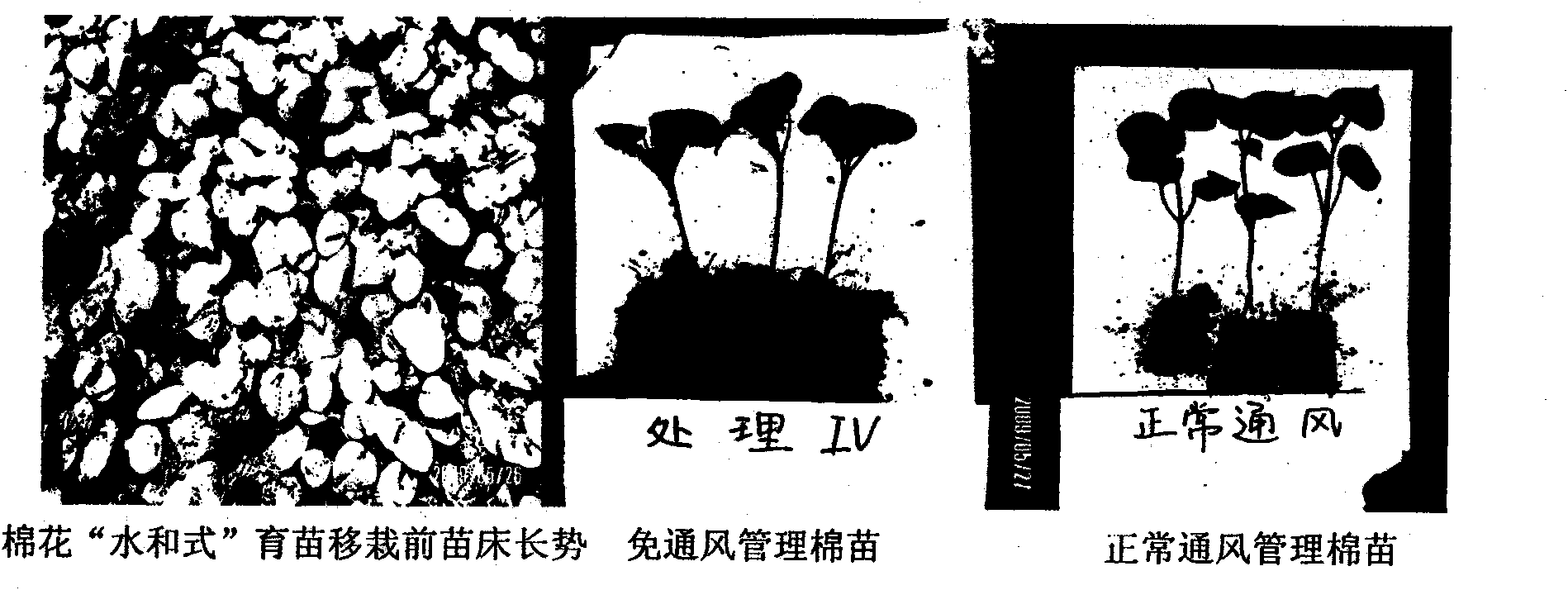 Pot preparation method of cotton water-mixing type seedling raised in small nutritional pot