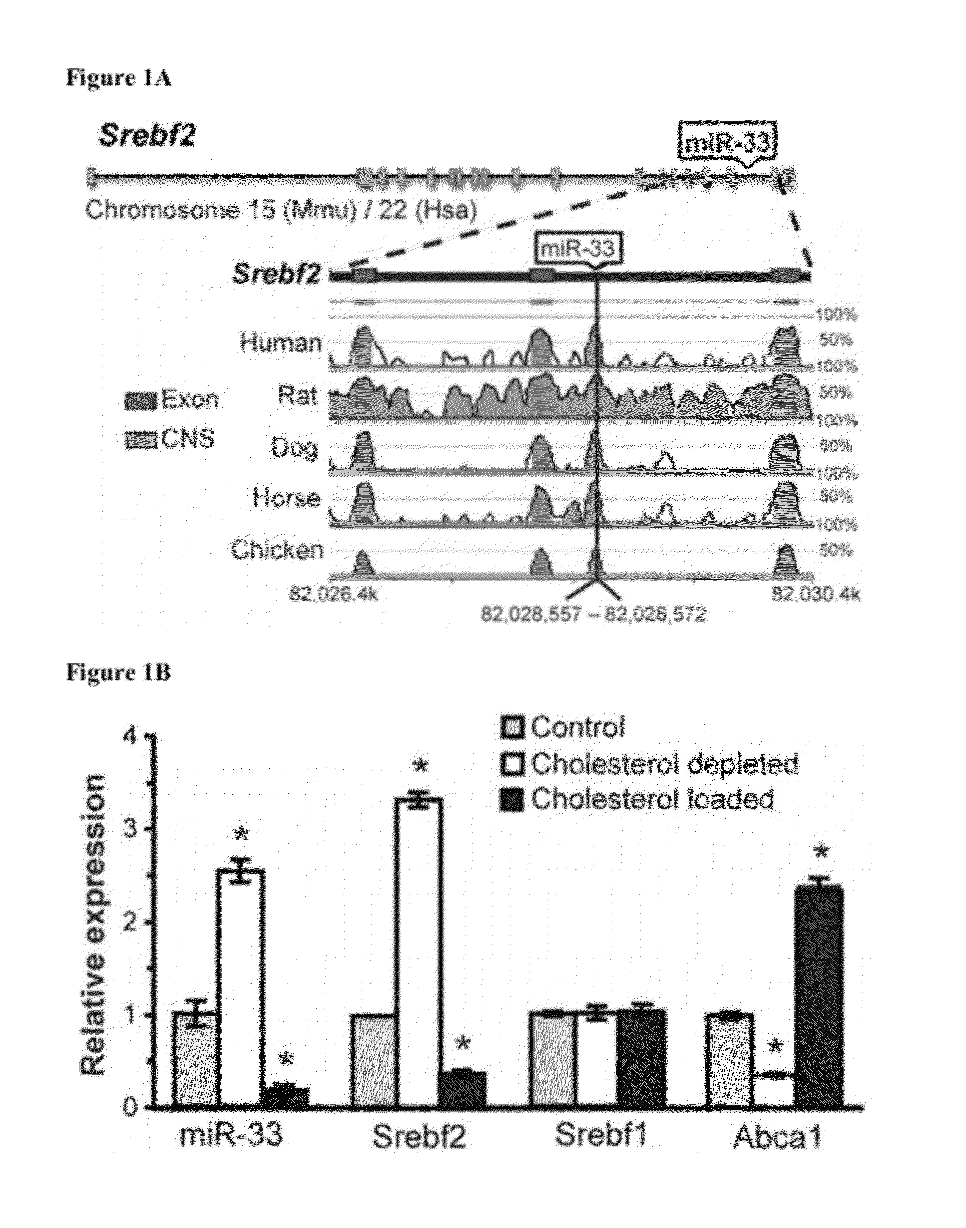 miR-33 INHIBITORS AND USES THEREOF
