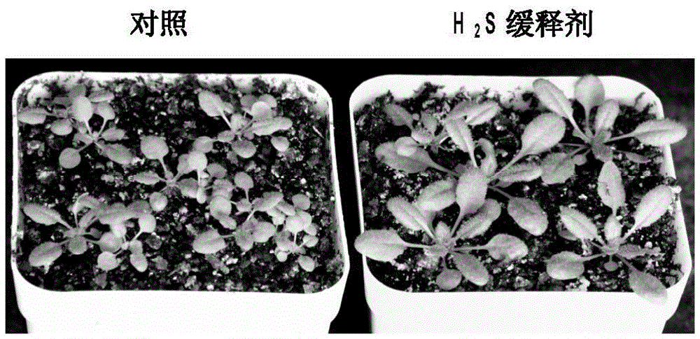 A kind of hydrogen sulfide sustained-release agent and its preparation method and application