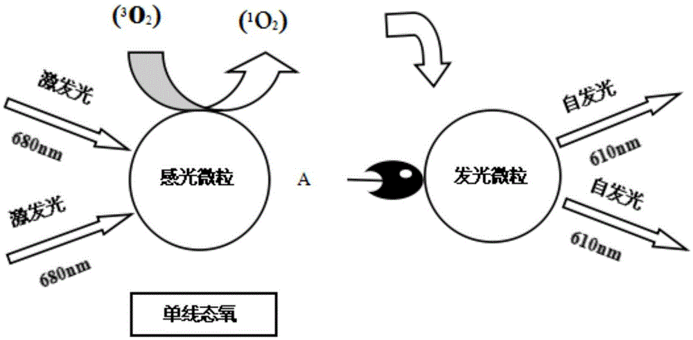 C-reactive protein quick-detecting method and C-reactive protein quick-detecting kit