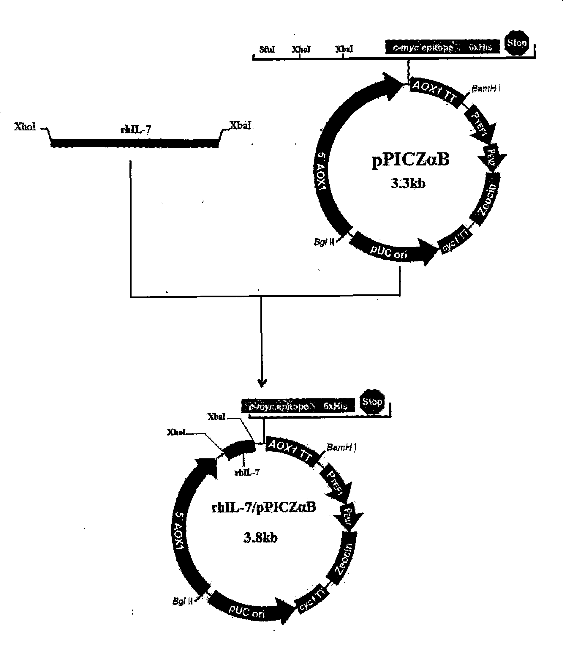 Expressing method of human interleukin 7 in eucaryon host