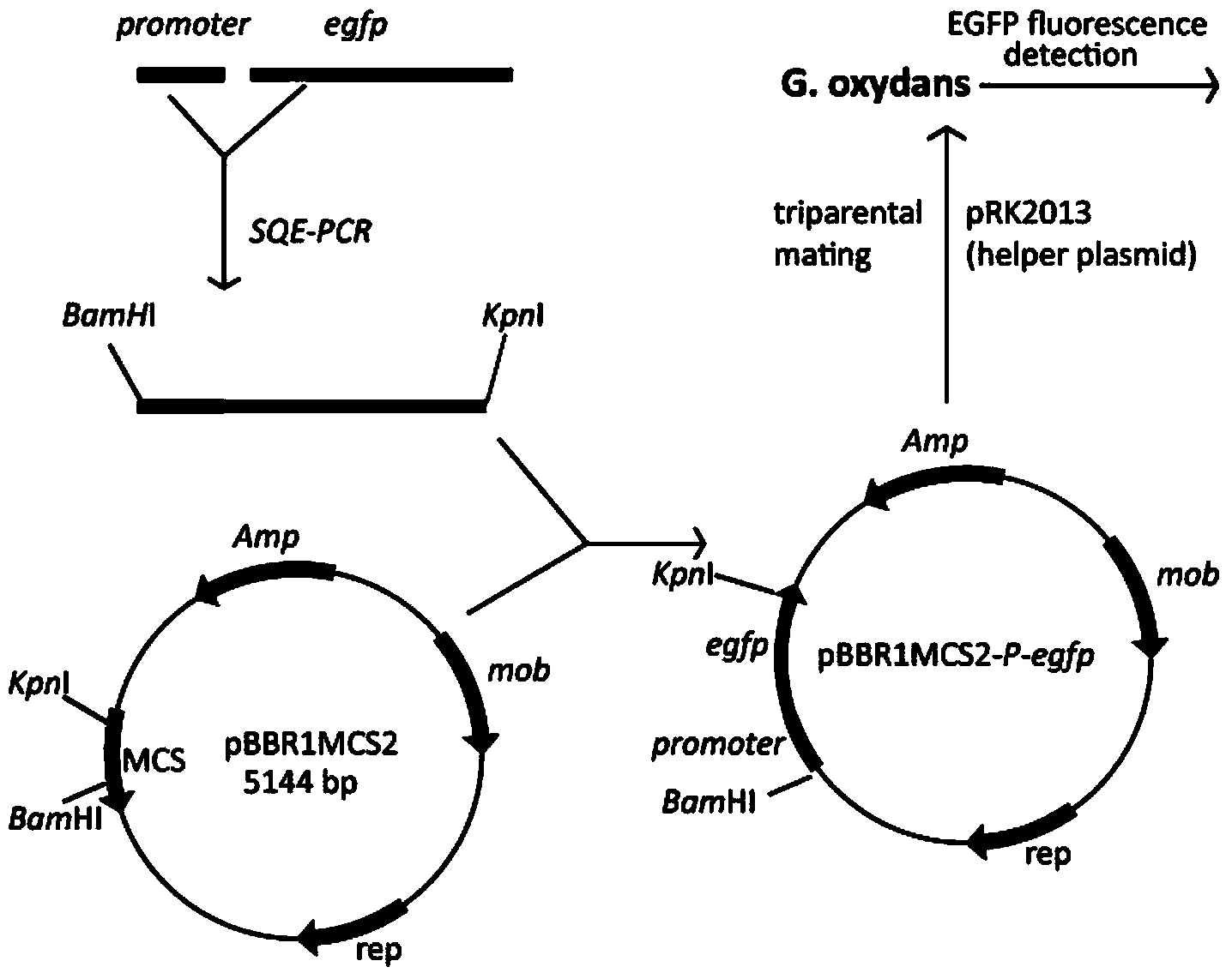 Gradient intensity promoter of gluconobacter oxydans