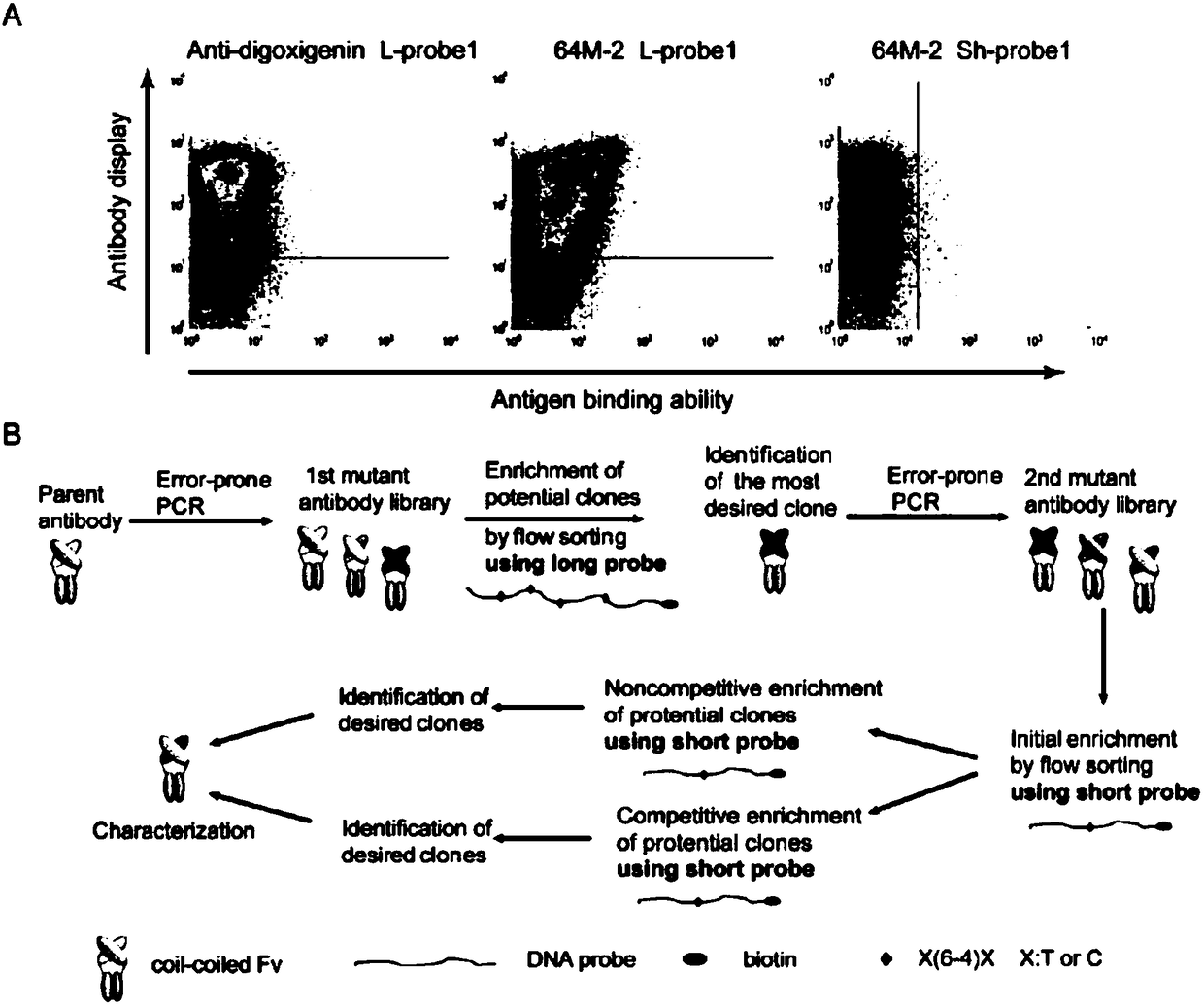 Antibody for identifying pyrimidine dimer generated by DNA irradiated by ultraviolet