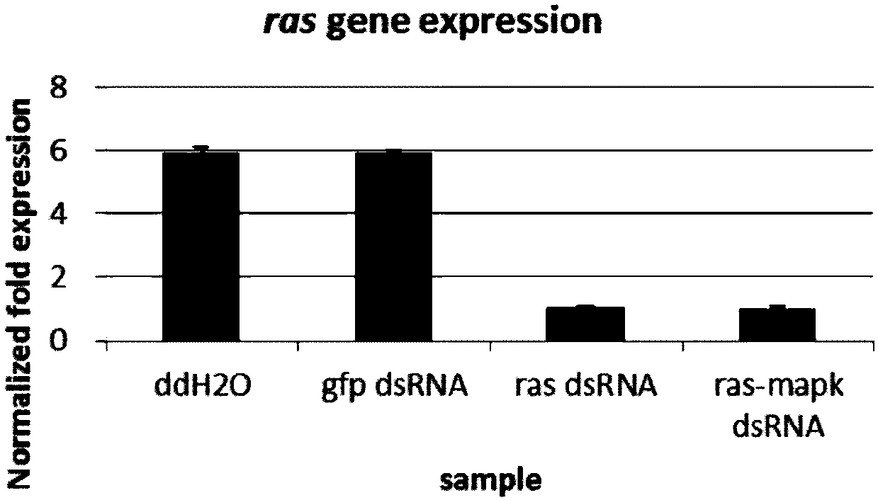 Dual-target dsRNA (double-strand Ribonucleic Acid) as well as synthetic method and application thereof