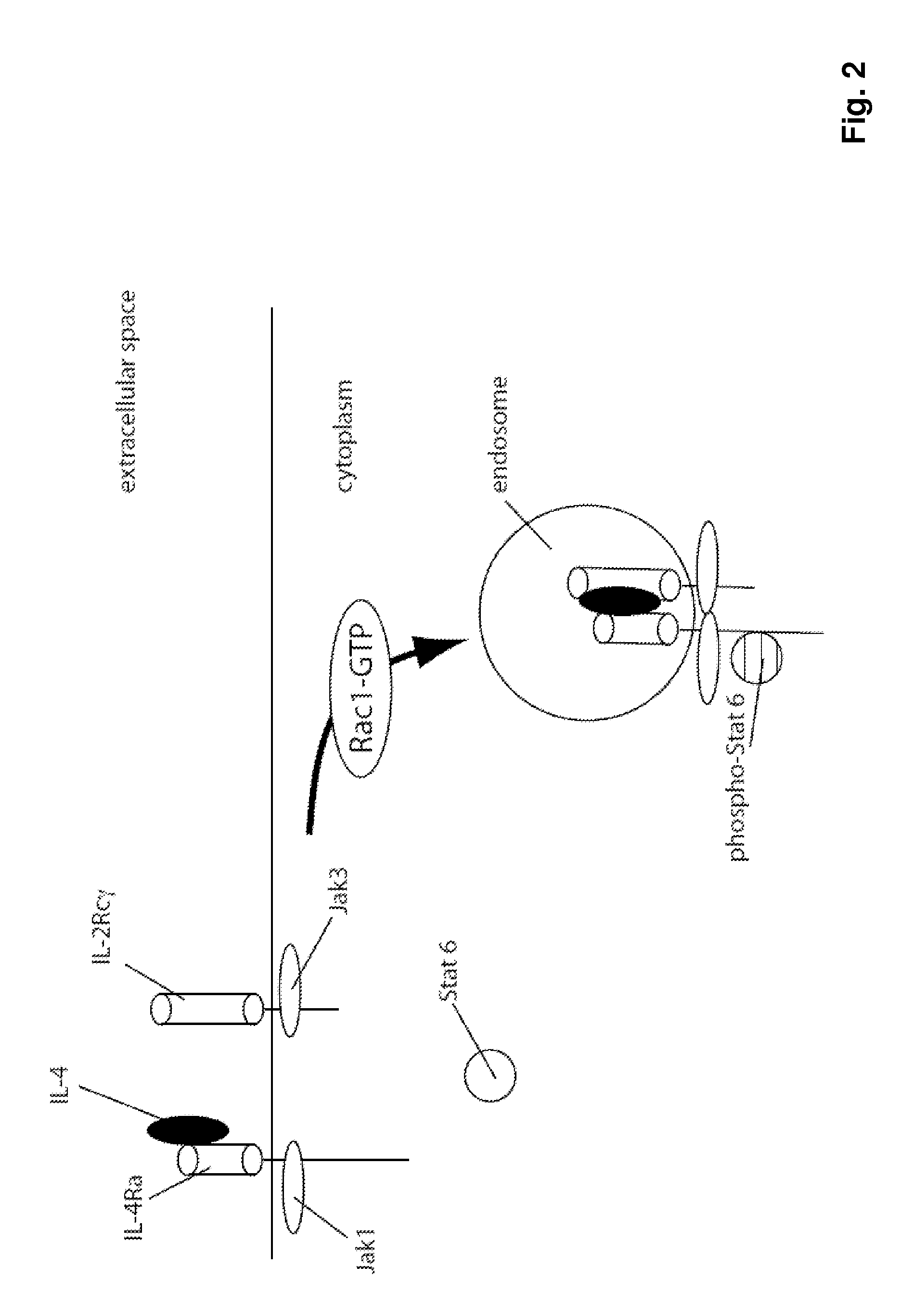 Methods and Compositions for Reducing Interleukin-4 or Interleukin-13 Signaling
