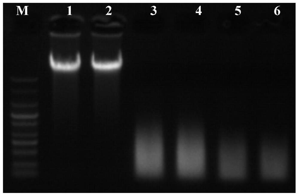 Kit for extracting stable bacterial genome DNA by paramagnetic particle method and extraction method thereof