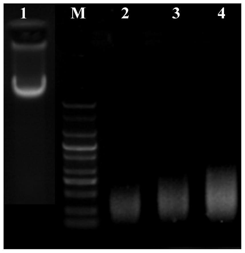 Kit for extracting stable bacterial genome DNA by paramagnetic particle method and extraction method thereof