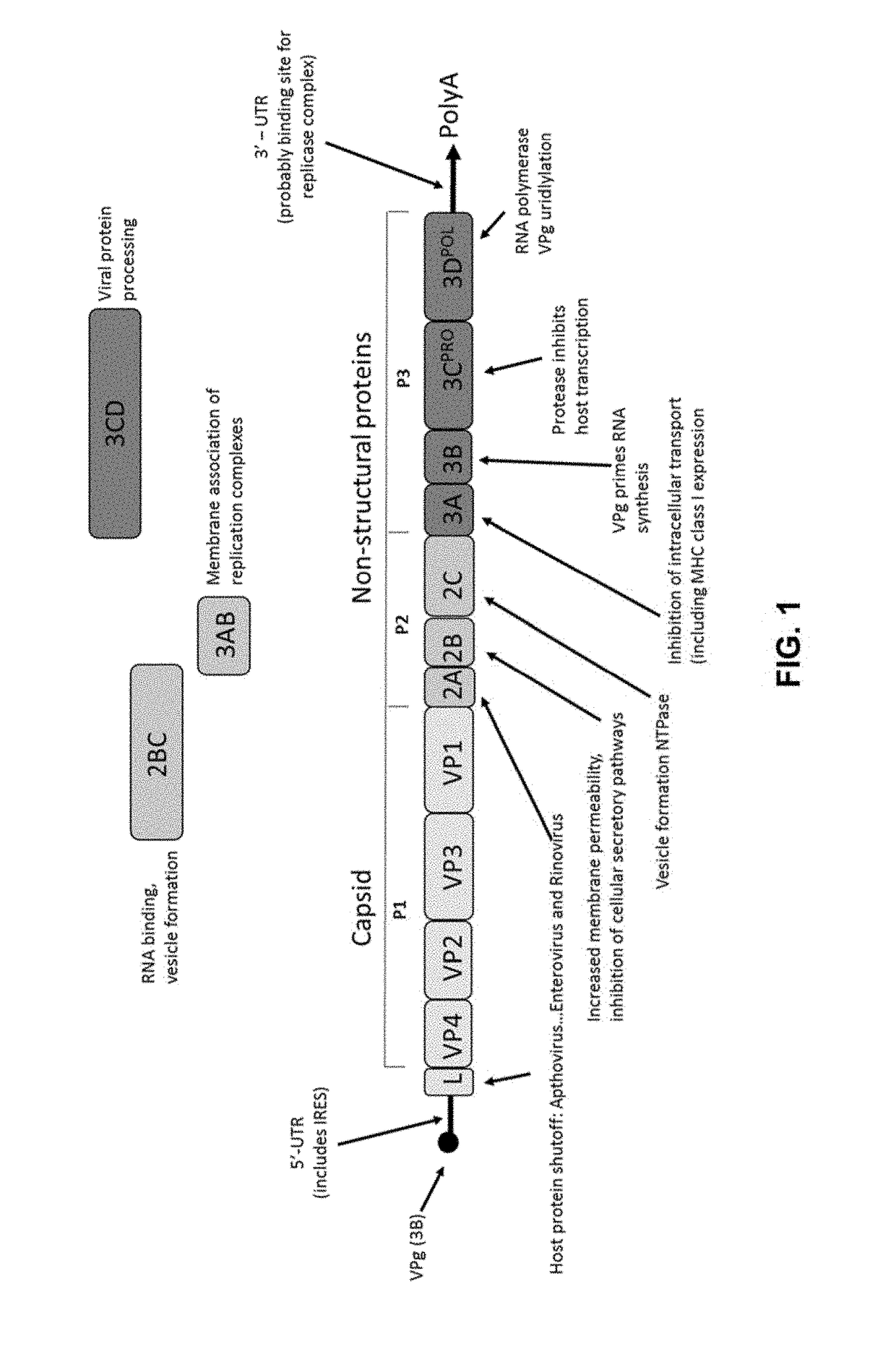 Methods of making and using vaccines utilizing minicircle DNA expression vectors for production of foot-and-mouth-disease virus proteins and virus-like particles
