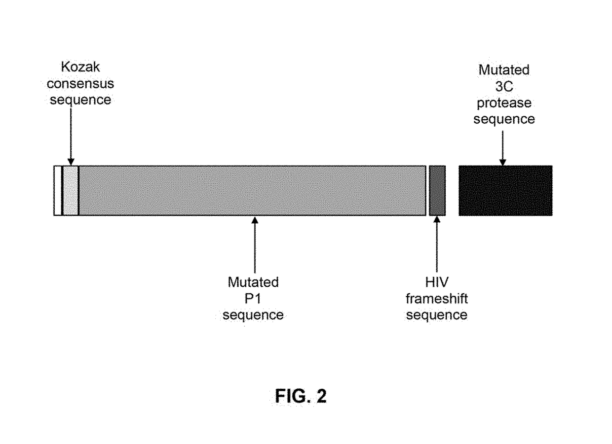 Methods of making and using vaccines utilizing minicircle DNA expression vectors for production of foot-and-mouth-disease virus proteins and virus-like particles
