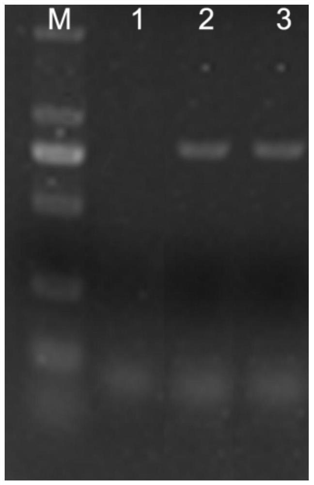 Application of Tobacco C2H2 Zinc Finger Protein Gene nt540