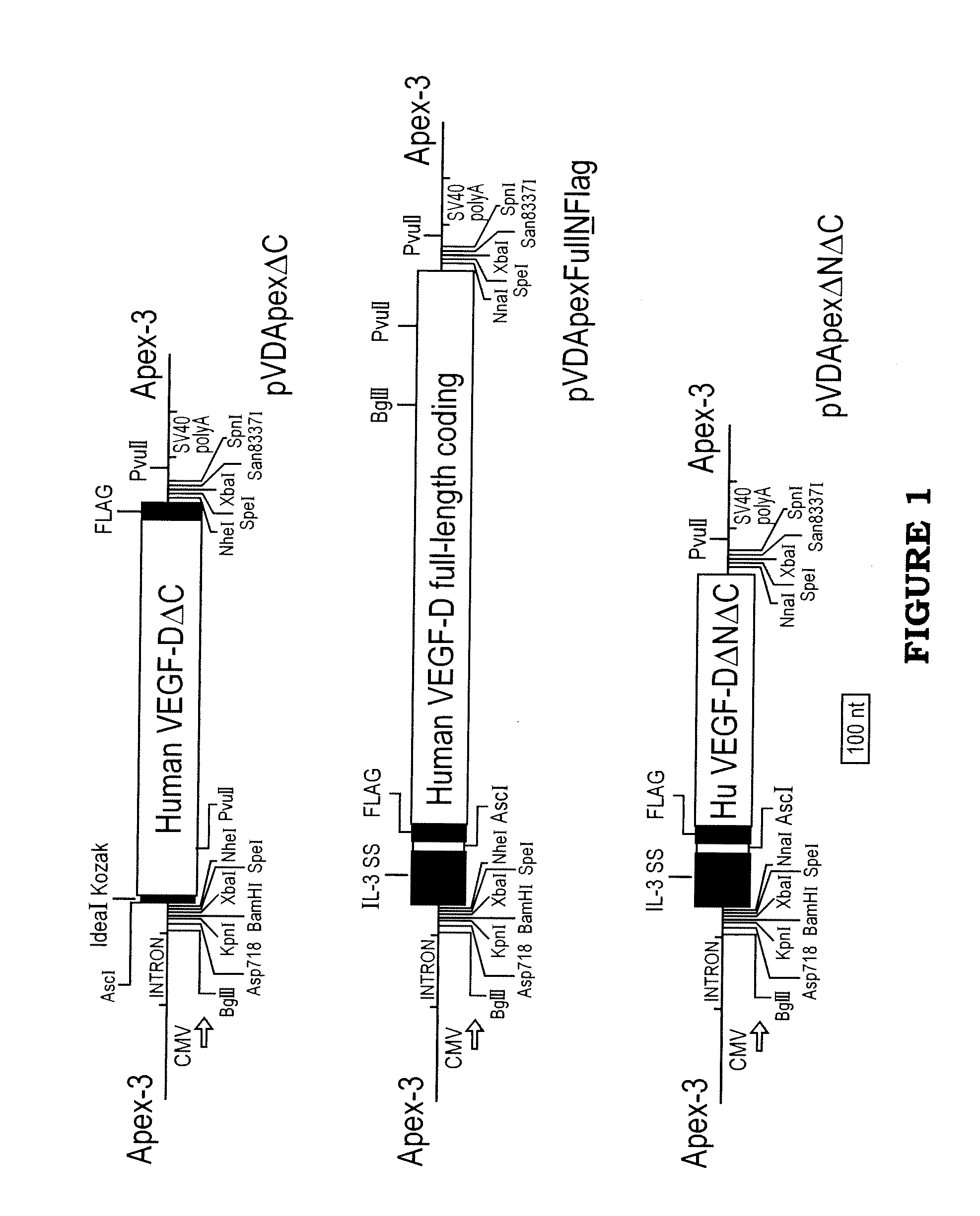 Expression vectors and cell lines expressing vascular endothelial growth factor d, and method of treating melanomas