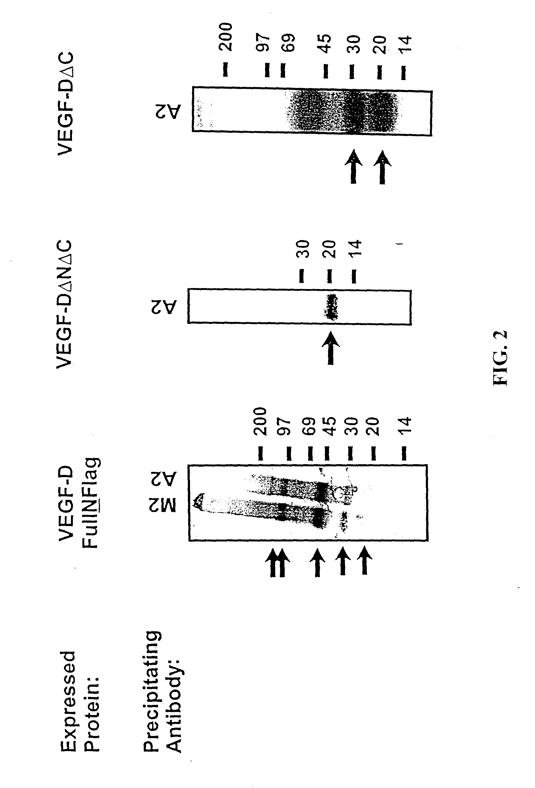 Expression vectors and cell lines expressing vascular endothelial growth factor d, and method of treating melanomas