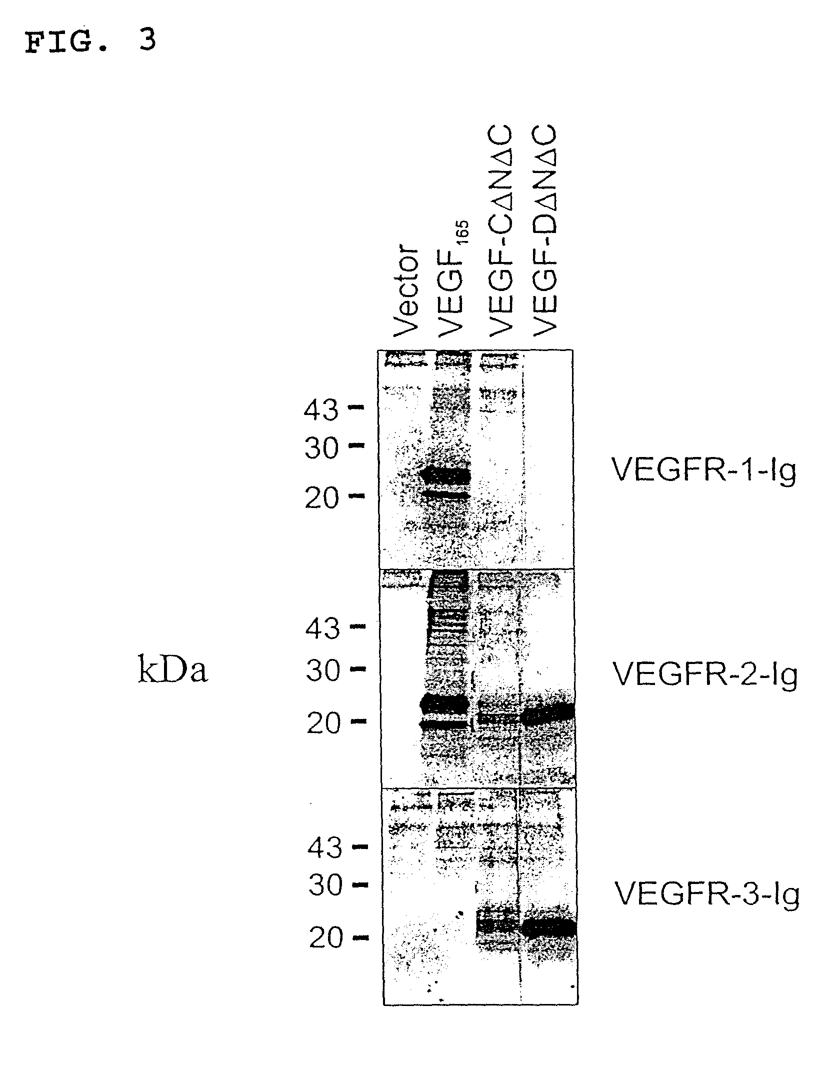 Expression vectors and cell lines expressing vascular endothelial growth factor d, and method of treating melanomas