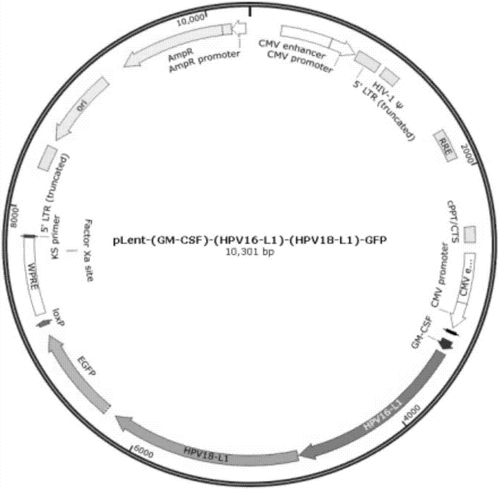 Enhanced bivalent DC (dendritic cell) vaccine of human papillomavirus HPV-16/18