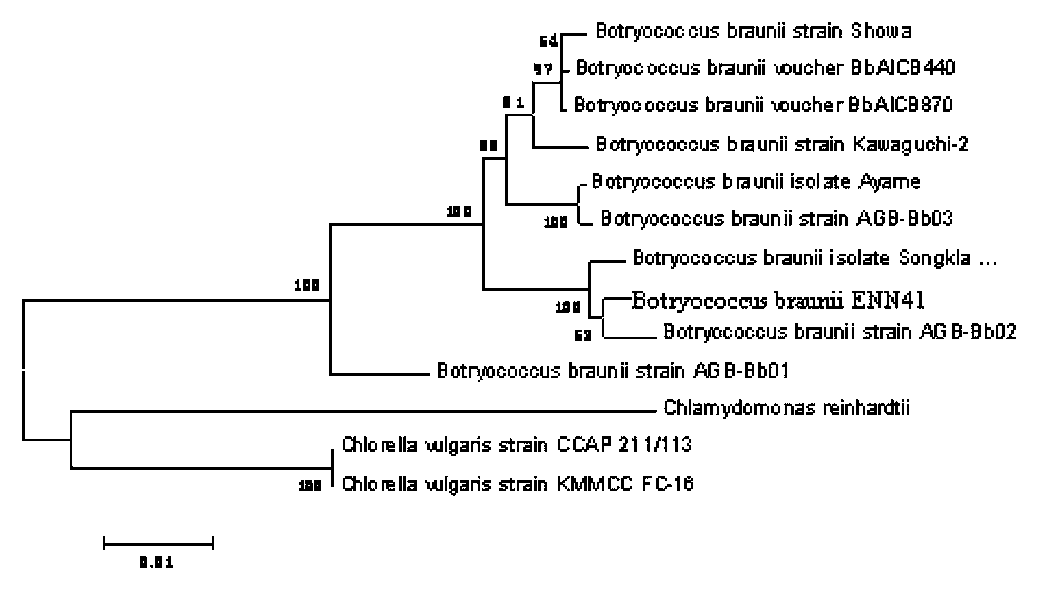 Botryococcus braunii and application thereof