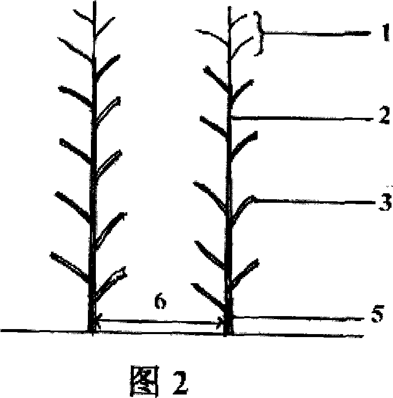 Method for moderate trimming wood sided branches in forest