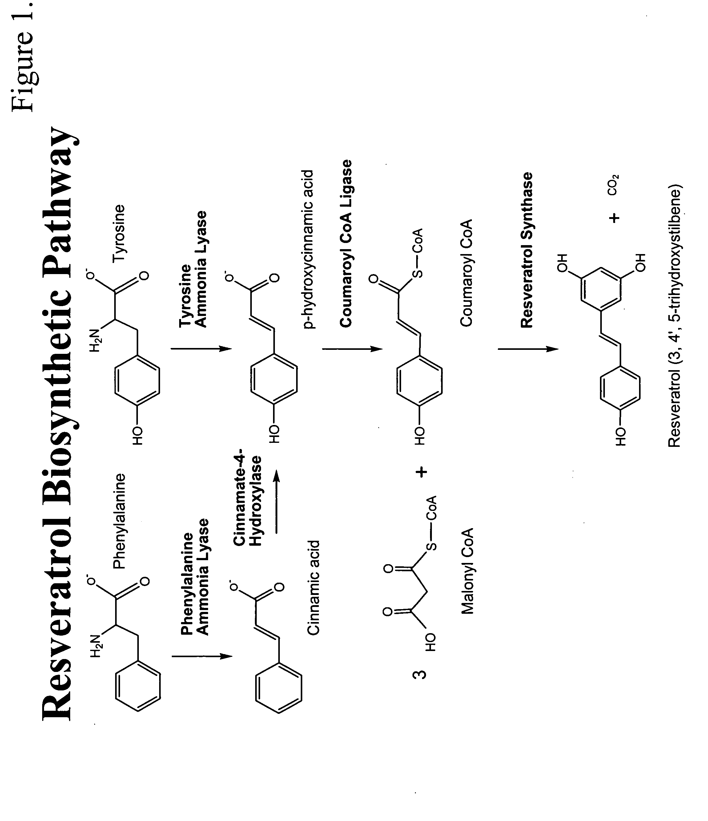 Method for the production of resveratrol in a recombinant oleaginous microorganism