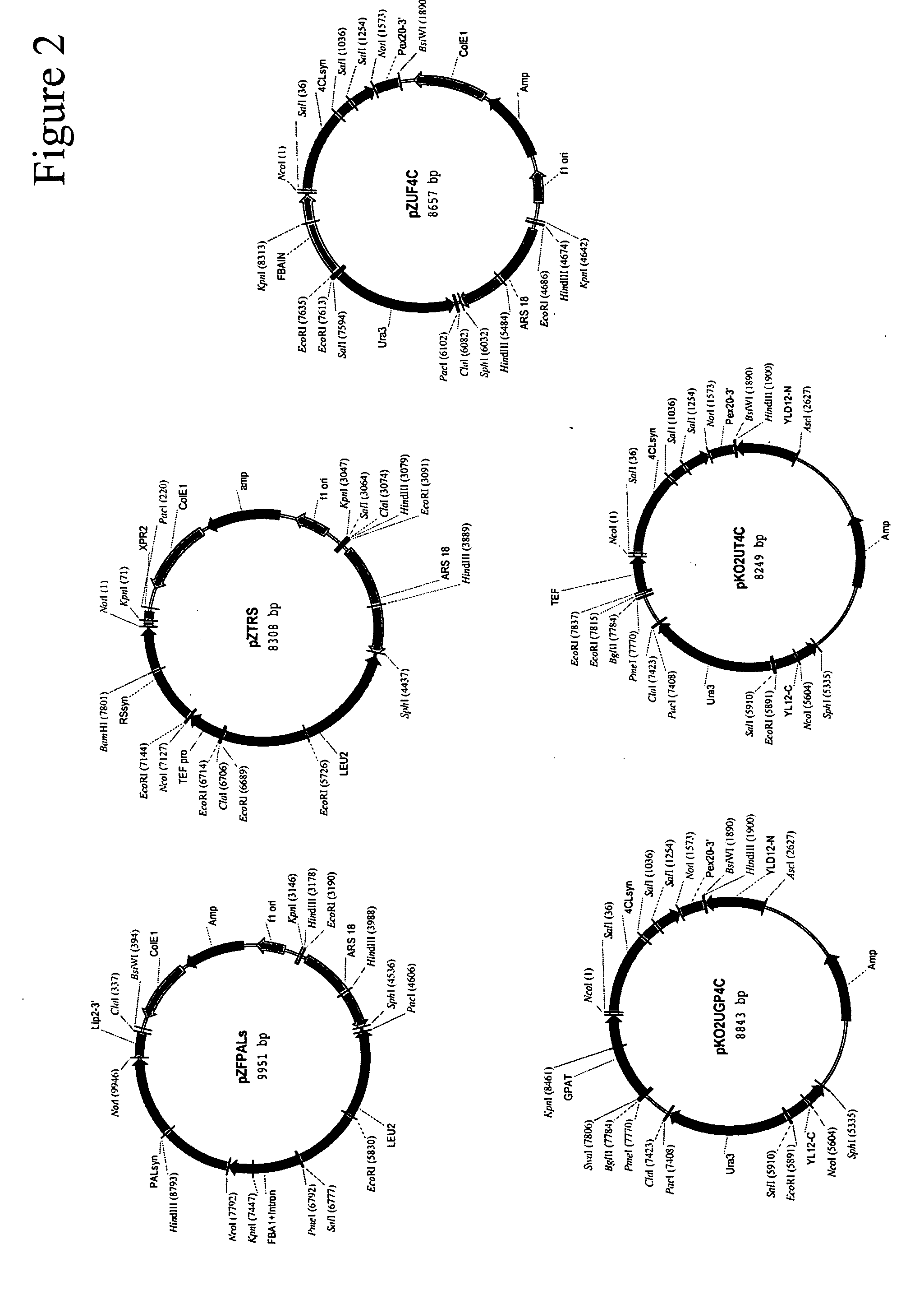 Method for the production of resveratrol in a recombinant oleaginous microorganism