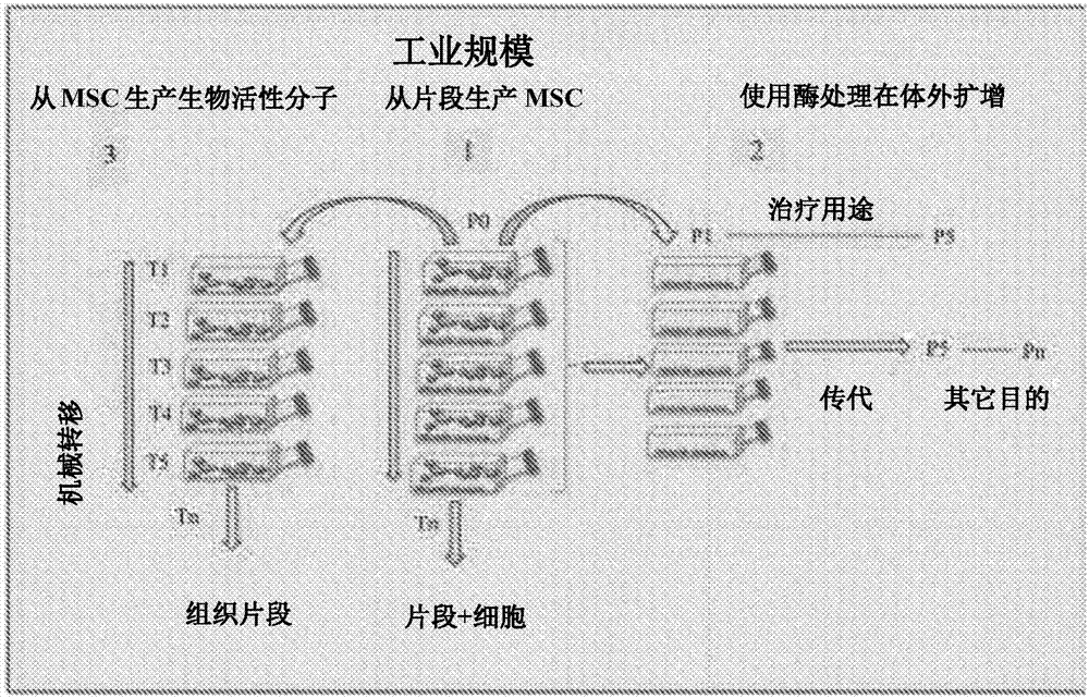 Stem cell compositions and methods of producing stem cells for therapeutic applications