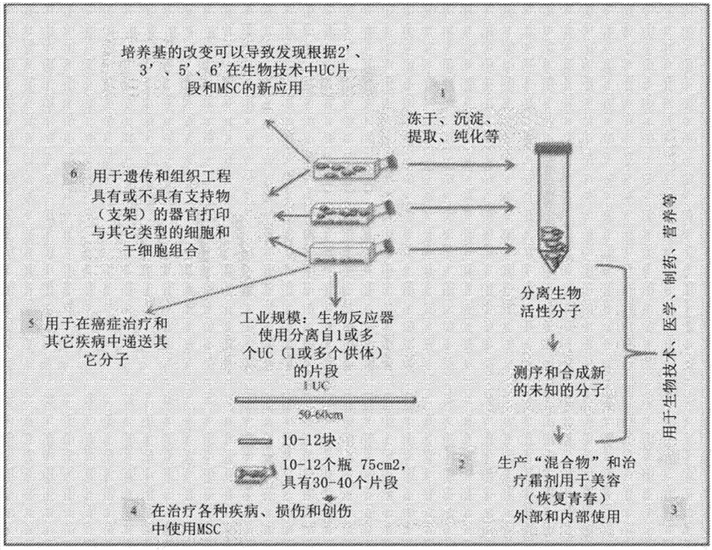 Stem cell compositions and methods of producing stem cells for therapeutic applications