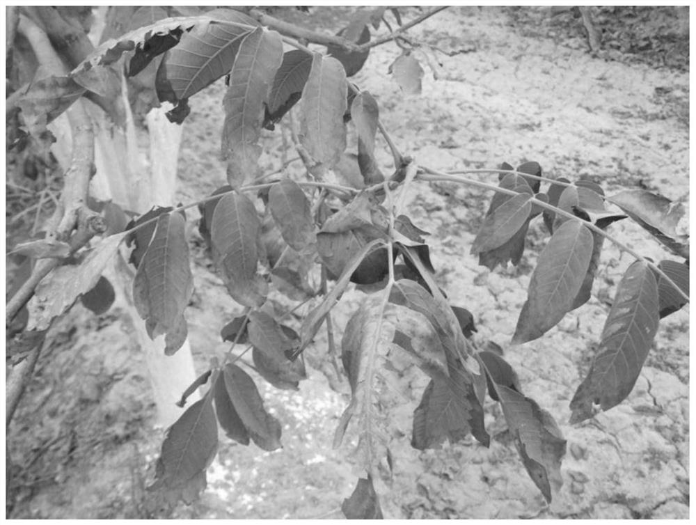 Method for preventing and treating leaf scorch disease of walnuts
