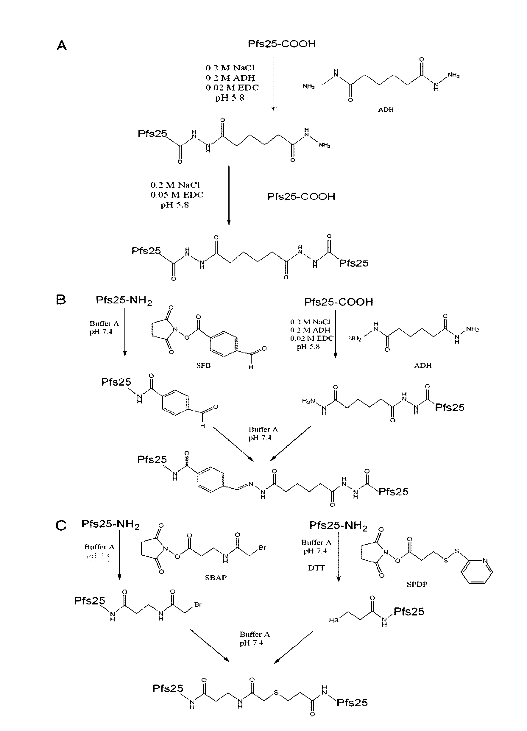 Conjugates of plasmodium falciparum surface proteins as malaria vaccines