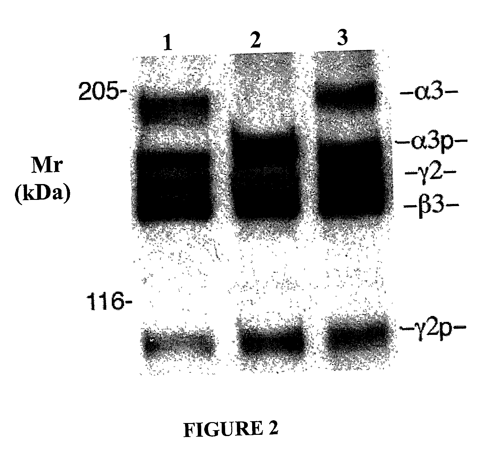 Methods of affecting laminin 5 processing