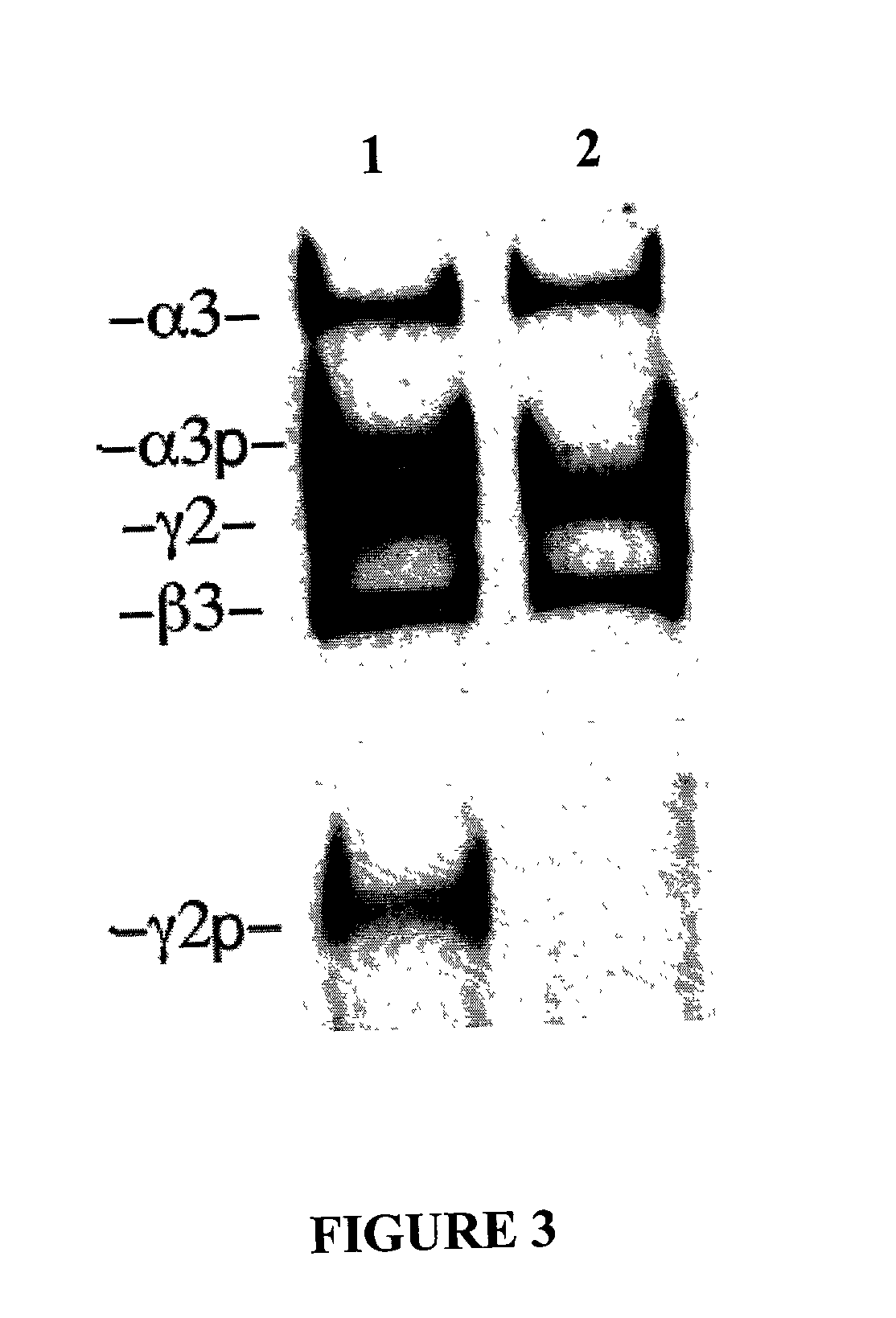 Methods of affecting laminin 5 processing