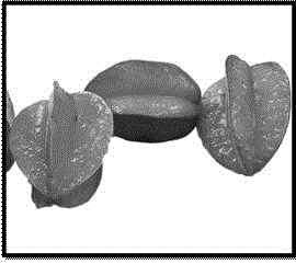 Method for preparing starfruit-shaped SnO2/C micro-nano particles through electrostatic spinning and prepared product