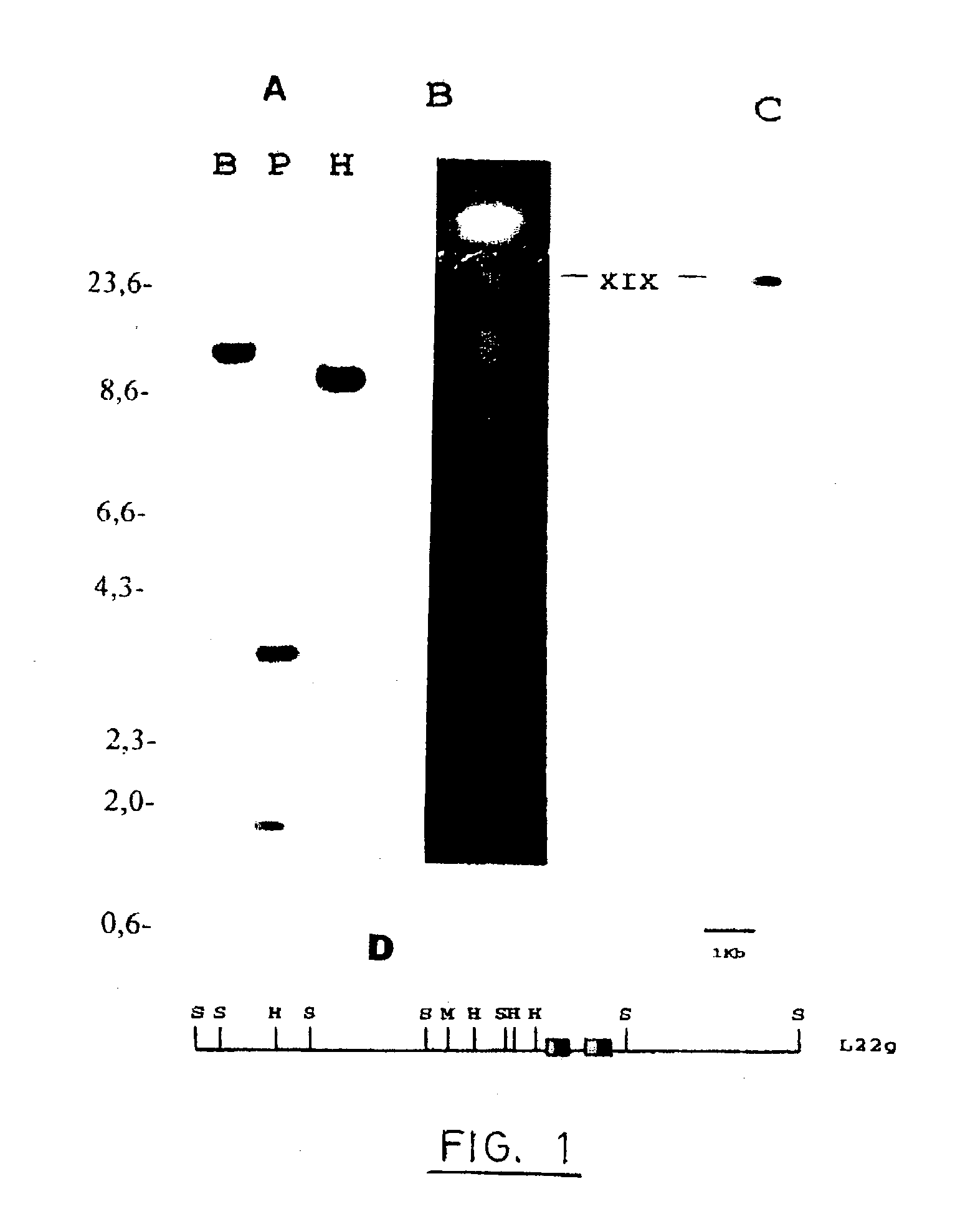 Composition containing leishmania lip2a
