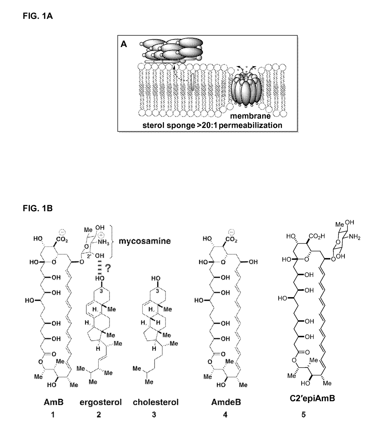 Amphotericin b derivative with reduced toxicity