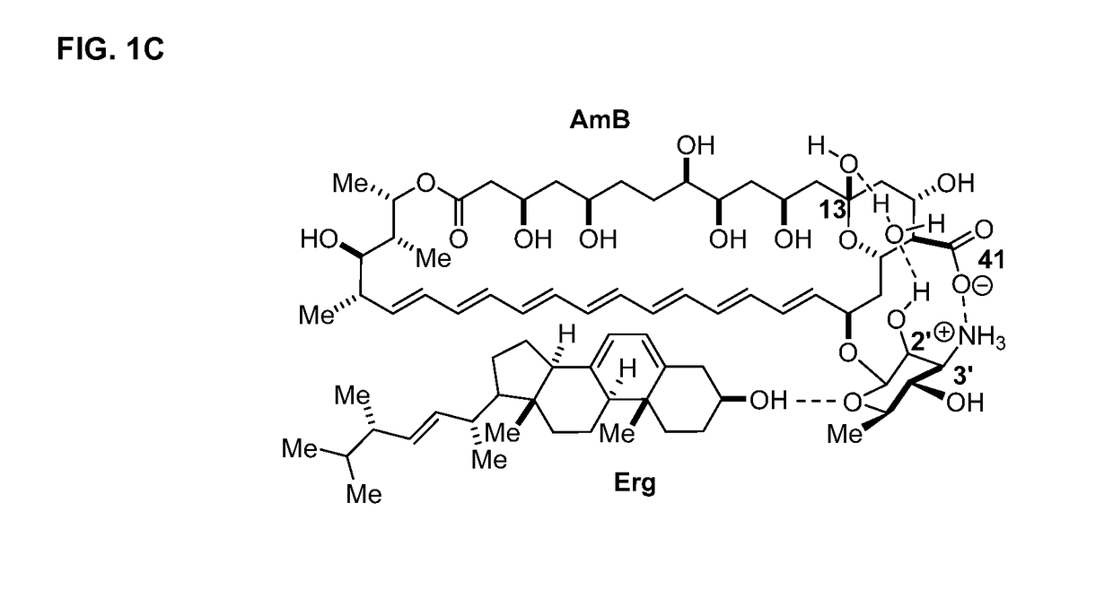 Amphotericin b derivative with reduced toxicity