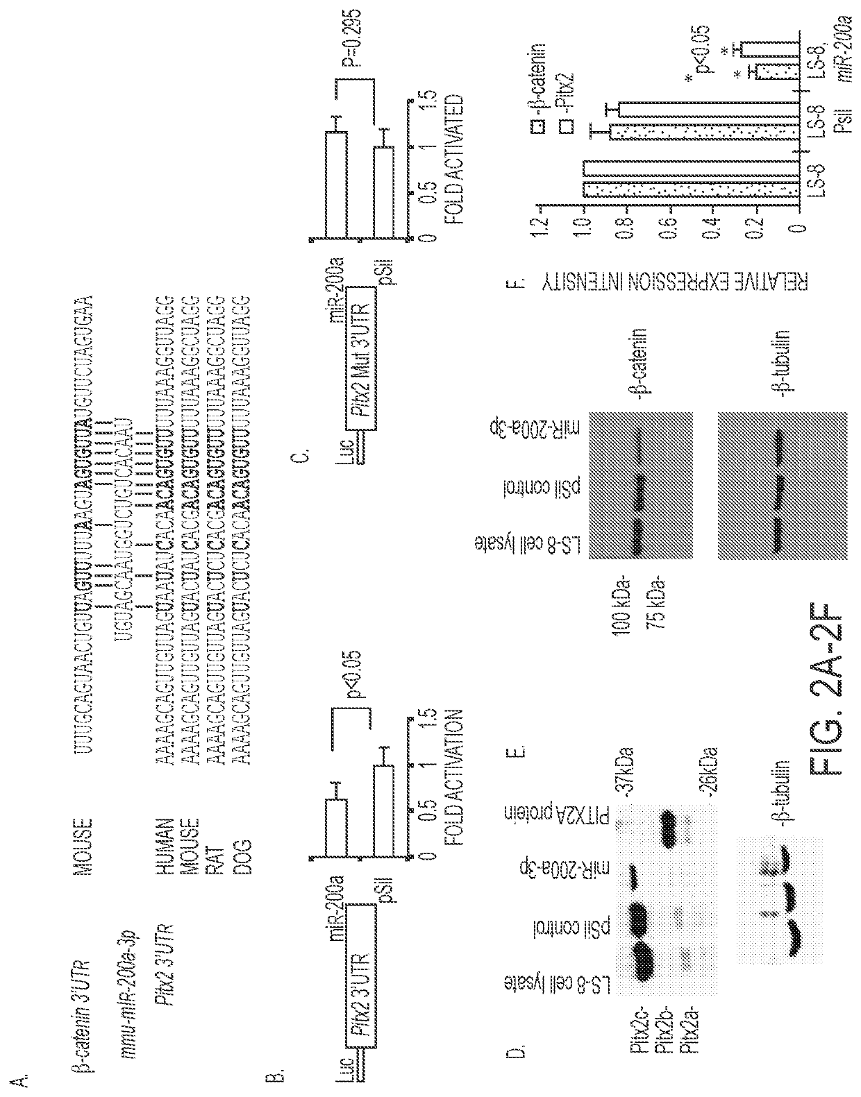 Methods to generate epithelial cells