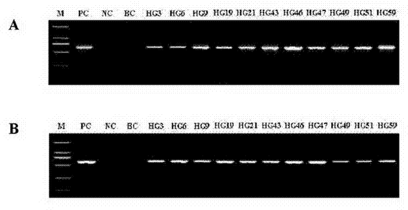 Method for increasing tanshinone content of salvia miltiorrhiza hairy roots by transferring SmGGPPS gene