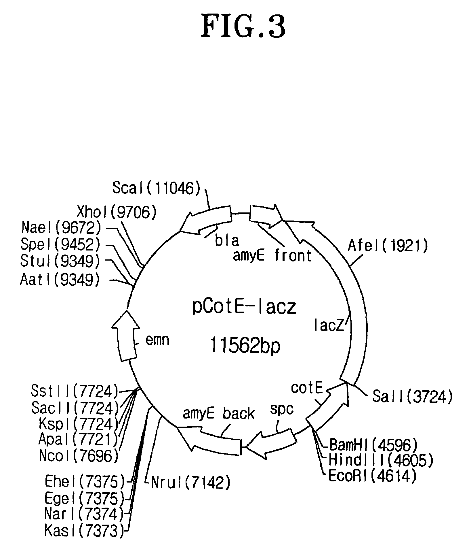 Method for expression of proteins on spore surface