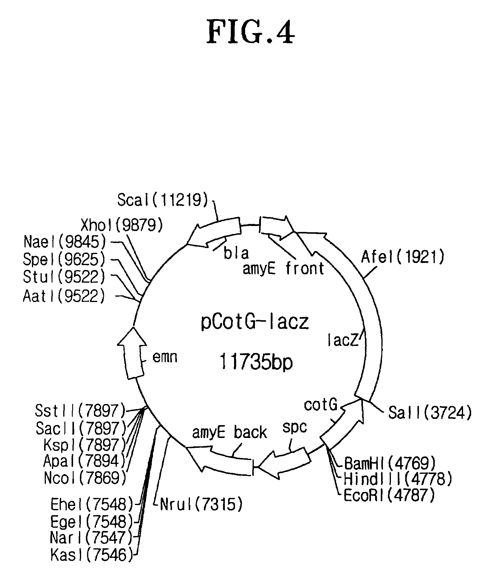 Method for expression of proteins on spore surface