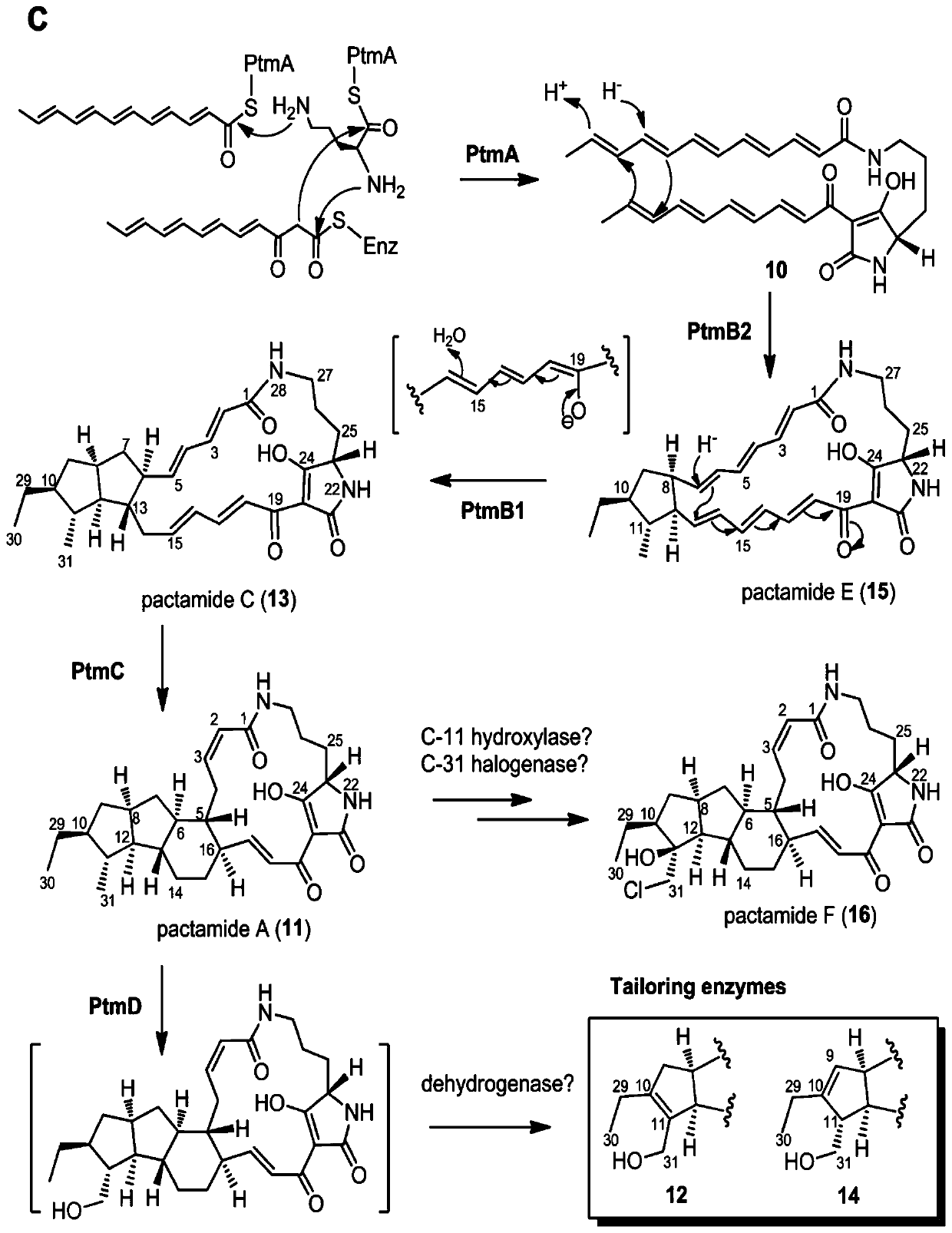 A biosynthetic gene cluster of pactamide and its application