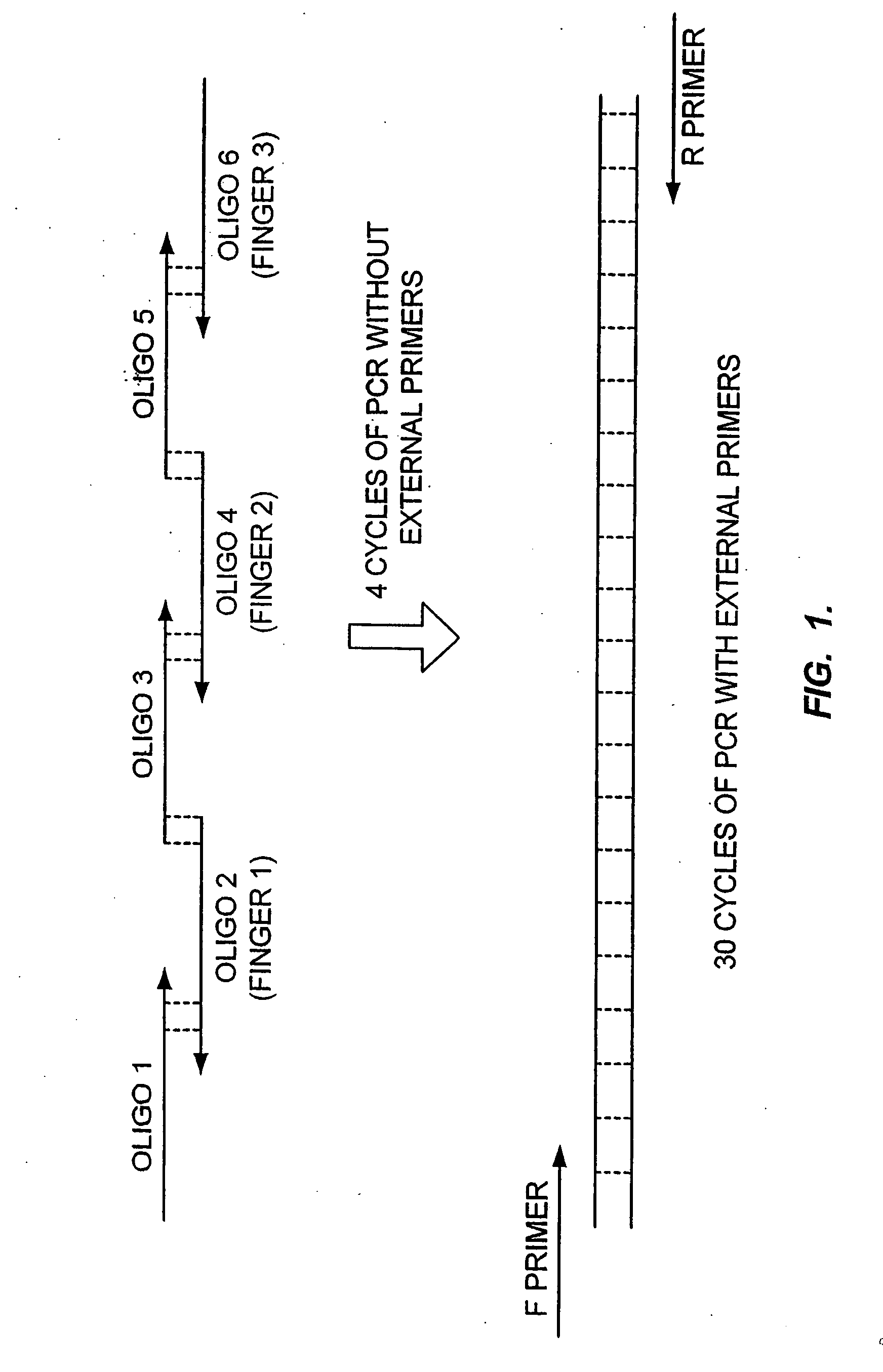 Randomized libraries of zinc finger proteins