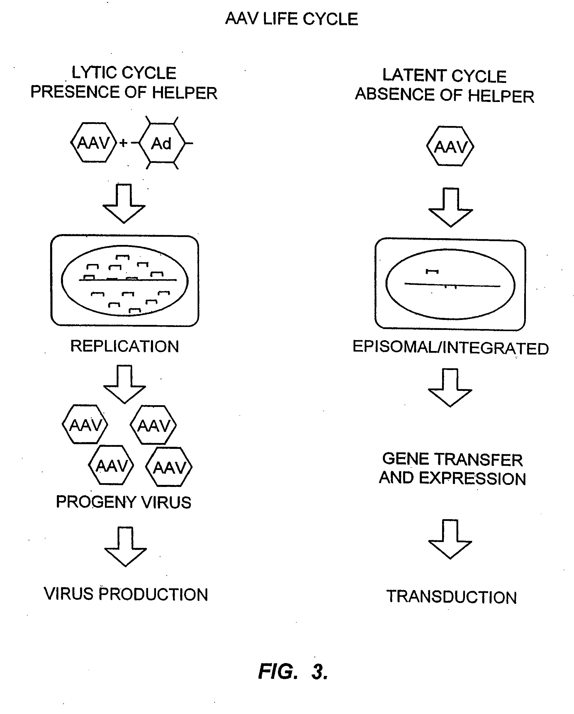 Randomized libraries of zinc finger proteins