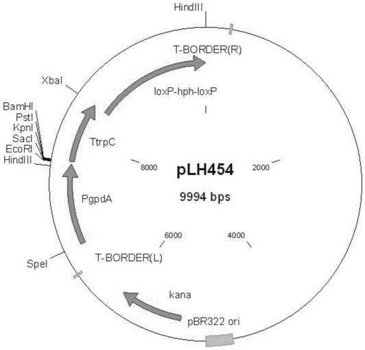 A strain and application of black mold gene engineering projects and applications with high -yield organic acid under low -soluble oxygen conditions